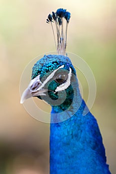 Close up of a male Indian Peafowl