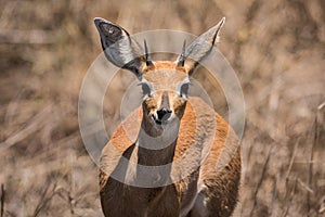 Close up of male Kirk`s dikdik in Kruger National Park, South Africa