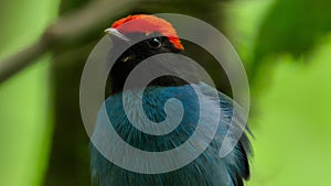 Close up of Male Lance-tailed manakin standing in tropical jungle