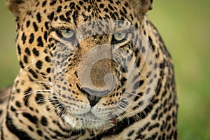 Close-up of male leopard angling head down