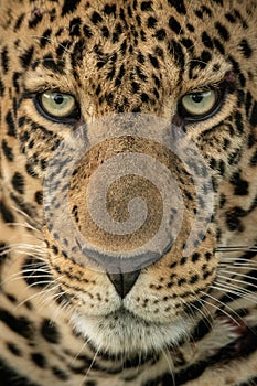 Close-up of male leopard staring down intently