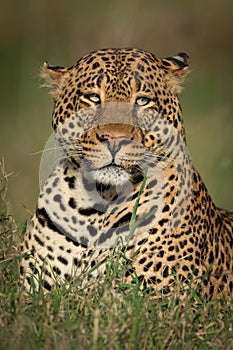 Close-up of male leopard with two catchlights photo