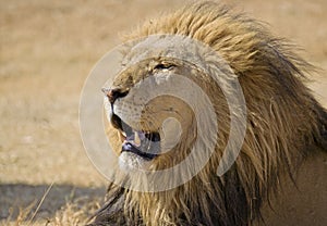 Close up of male lion