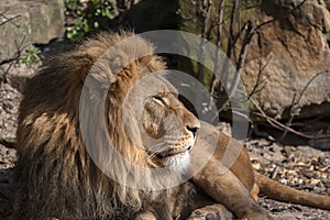 Close Up Of A Male Lion At Artis Zoo Amsterdam The Netherlands 17-3-2023