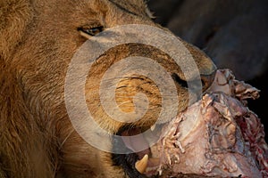 Close-up of male lion chewing animal carcase