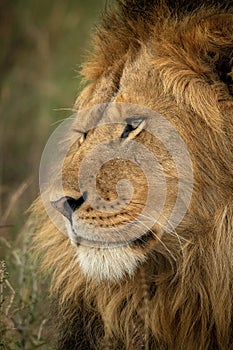 Close-up of male lion face facing left