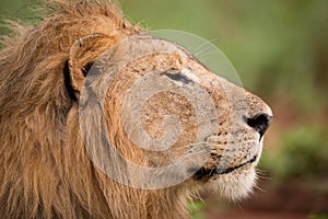 Close-up of male lion head in profile