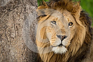 Close-up of male lion head beside tree