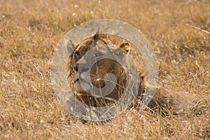 Close up of a male lion laying in the grass