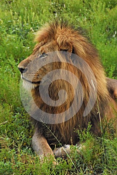 Close up of male lion laying in the grass