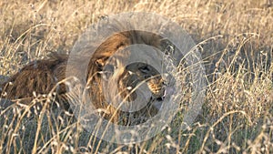 Close up of a male lion laying in long grass at serengeti national park