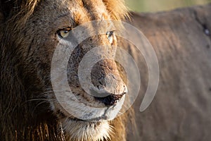 Close up of male lion looking right