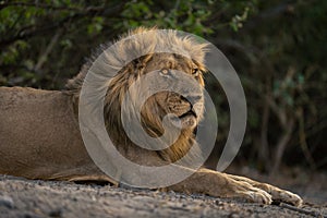 Close-up of male lion lying glaring ahead