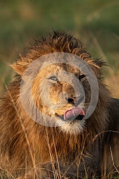 Close-up of male lion lying licking lips