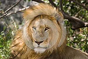 Close up of male Lion, Serengeti Park Tanzania