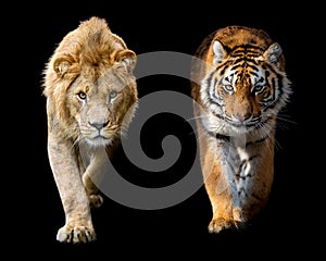 Close up male lion and Siberian or Amur tiger on black background