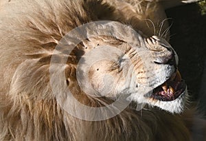 Close up of a Male Lion in South Africa