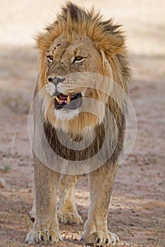 Close-up of Male lion standing in shade