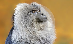 Close up of a male Lion-tailed macaque