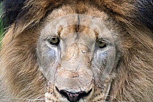 Close-up on the Male Lions (Panthera leo) face