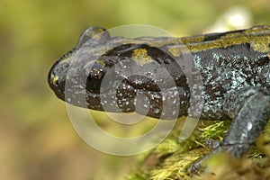 Close up of a male Longtoed salamander, Ambystoma macrodactylum photo