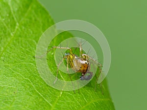 Male Lynx Spider On Green Leaf