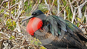 Close up of a male magnificent frigatebird on isla genovesa