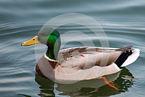 Close up of Male Mallard Duck Swimming