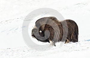 Close up of a male Musk ox standing in the snow