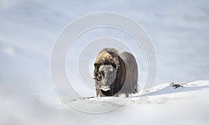 Close up of a male Musk Ox standing in snow