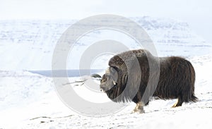 Close up of a male Musk Ox standing in snow