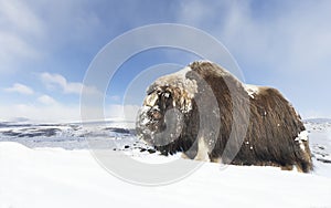 Close up of a male Musk Ox standing in snow