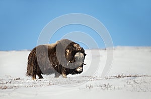 Close up of a male Musk Ox in winter