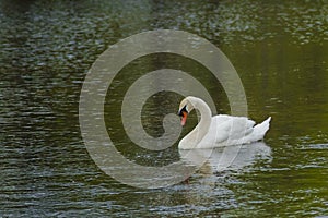 Close-up Male Mute Swan Busking