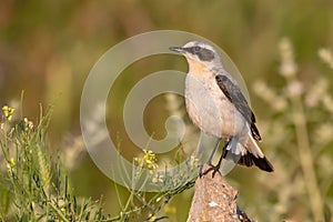 Close up of a male Northern wheatear standing on a rock. Oenanthe oenanthe