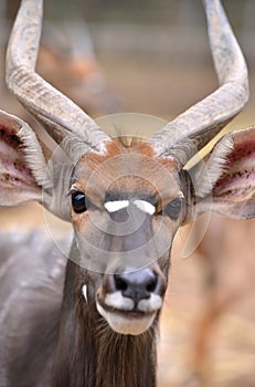 Close up of male nyala head photo