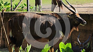 Close up of A male Nyala, Tragelaphus angasi in the open zoo.
