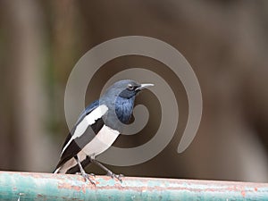 Close up male Oriental magpie robin (Copsychus saularis) perching on green rusted steel bar.