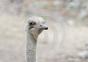 Close up male ostrich looking to viewers right