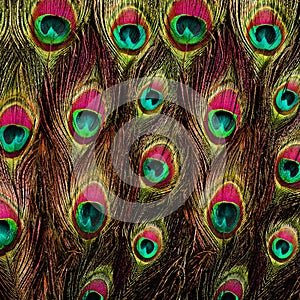 Close up of a male peacock displaying its stunning tail feathers