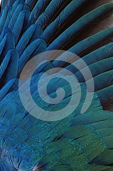 Close up of a male peacock displaying its stunning tail feathers