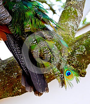 Close Up of a Male Peacock's Tail Feathers