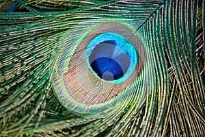 Close up male peacock tail feathers