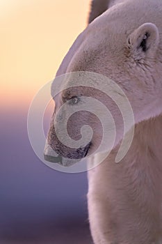 Close-up of male polar bear looking ahead