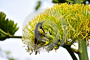 Close-up of male Purple Sunbirds (Cinnyris asiaticus) sitting on century plants