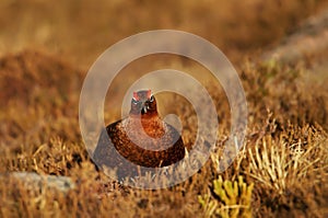 Close - up of a Male Red Grouse