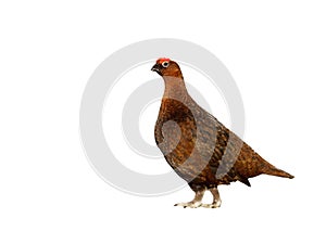 Close up of Male Red Grouse on a white background