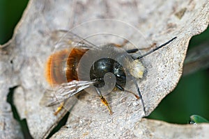 Close up of a male Red mason bee, Osmia cornuta on a dead leaf