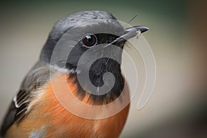 close-up of male redstart bird's beak, with delicate feathers and sharp talons visible