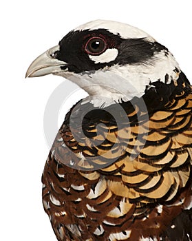 Close up of Male Reeves`s Pheasant, Syrmaticus reevesii, profile